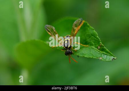 Small Wasp, and her big wings, looking down Stock Photo