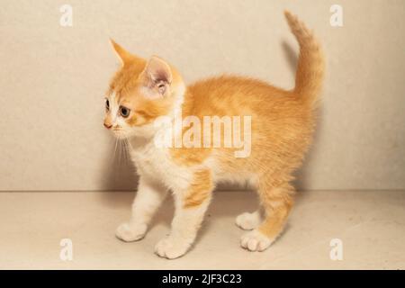 playful orange kitten on gray background, looking away Stock Photo