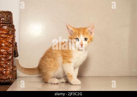 Scared orange kitten on gray background, looking at camera Stock Photo