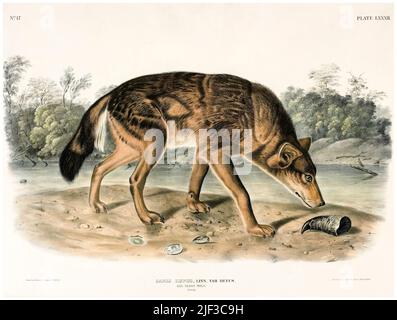 John Woodhouse Audubon, Texan Red Wolf (Canis Lupus Rufus), painting in oil, illustration 1845 Stock Photo