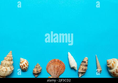 Different seashells border on a sheet of light blue paper Stock Photo