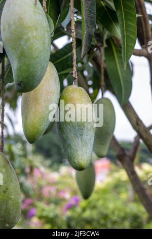 Close up shot of organic fresh mango fruit on the tree Stock Photo