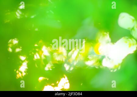 Abstract green circular bokeh background with copy space. Abstract green bokeh background. Stock Photo