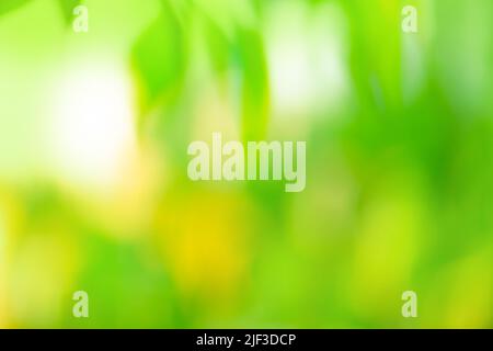 Bokeh green neutral lights on texture.  Bokeh neutral green abstract lights universal texture. Stock Photo
