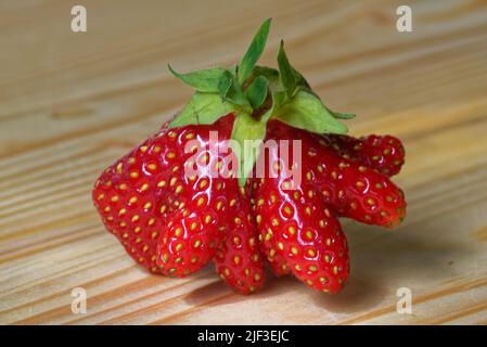 Garden strawberry (or simply strawberry; Fragaria × ananassa) is a widely grown hybrid species of the genus Fragaria, collectively known as the strawb Stock Photo
