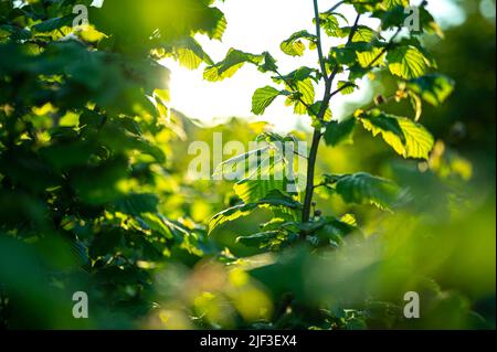Green leaves glowing in bright sunlight. High quality photo Stock Photo