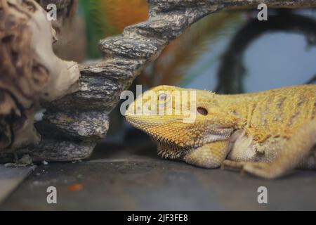 A pet lizard hanging out in its cage laying near a log. Stock Photo