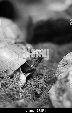 Super cute pet turtle crawling around his cage. Stock Photo