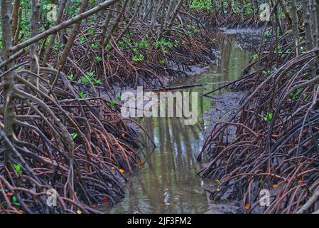 In the mangrove forest, a small stream that flows through the mangrove forest. Stock Photo