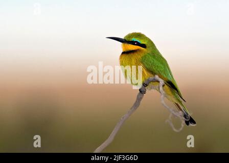 Little Beeater (Merops pusillus) from Ngorongoro Crater,  Tanzania Stock Photo