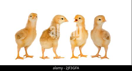 Collage with cute little chickens on white background Stock Photo