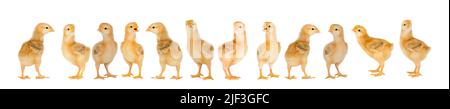 Collage with cute little chickens on white background Stock Photo