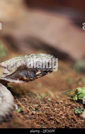 Super cute pet turtle crawling around his cage. Stock Photo