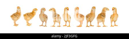 Collage with cute little chickens on white background Stock Photo