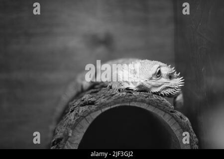 A pet lizard hanging out in its cage while laying on a log and looking at the camera in black and white. Stock Photo