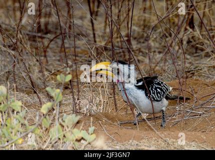 Eastern yellow-billed Hornbill (Tockus flavirostris - male), feeding on the dry ground in Samburu NP., Kenya. Stock Photo