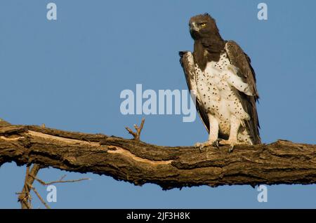 Martial Eagle, Polemaetus bellicosus, from Samburu NP, Kenya. Stock Photo