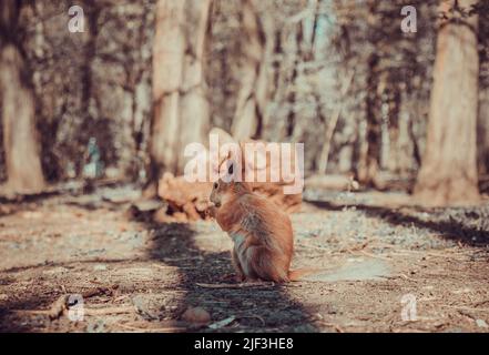 squirrel eats nuts Stock Photo