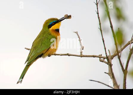 Little Bee-eater, Merops pusillus, from Nairobi NP, Kenya. Stock Photo