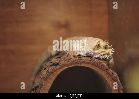 A pet lizard hanging out in its cage while laying on a log and looking at the camera. Stock Photo