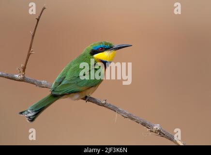 Little Beeater (Merops pusillus) from Samburu National Reserve, Kenya. Stock Photo