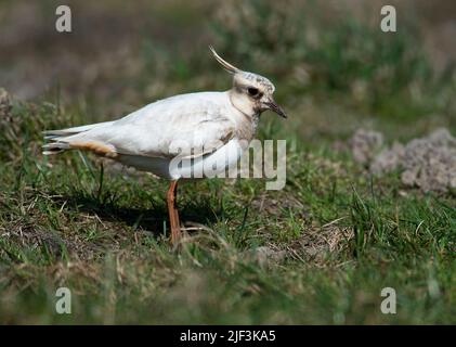 A leucistic mutant of Northern Lapwing (Vanellus vanellus) from Tipperne, Denmark. Stock Photo