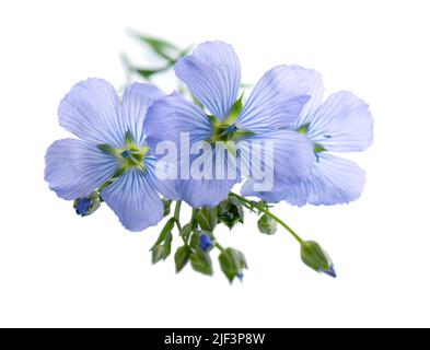 Flax flowers isolated on white background. Blue common flax, linseed or linum usitatissimum Stock Photo