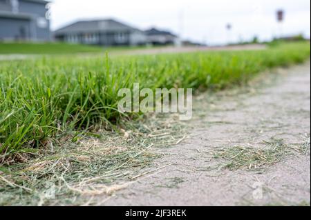 Grass clippings strewn across a residential sidewalk after mowing.  Stock Photo