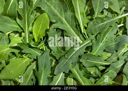 Raw organic fresh spinach leaves in drops of water are laid out on the table. View from above. The background of the food recipe. Healthy eating Stock Photo