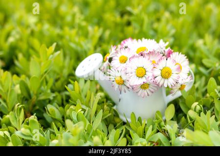 White-pink flowers in a white mini watering can on an abstract grassy background. selective focus. Place for an inscription. Selective focus. Copy Stock Photo