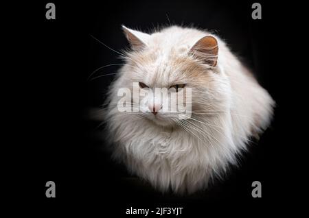 Fluffy cat on a dark background. Stock Photo