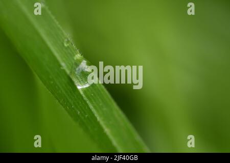 Water droplets on grass Stock Photo