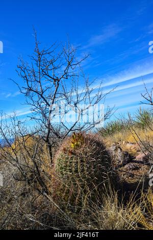 Desert landscape with large plants cactus Ferocactus sp. Organ Mountains-Desert Peaks NM, New Mexico, USA Stock Photo