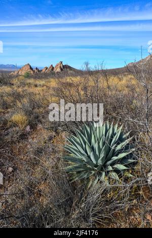 Desert landscape with dry plants, in the foreground is large Agave, New Mexico, USA Stock Photo