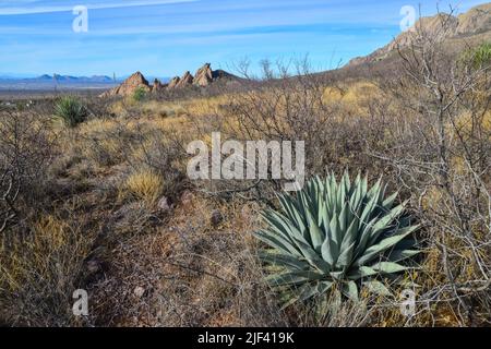 Desert landscape with dry plants, in the foreground is large Agave, New Mexico, USA Stock Photo