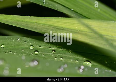 Water droplets on grass Stock Photo