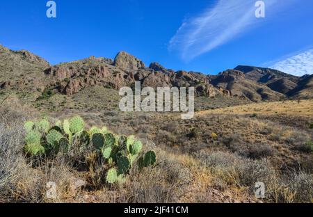 (Opuntia sp.) prickly pear and other desert plants in Organ Mountains-Desert Peaks NM, New Mexico USA Stock Photo