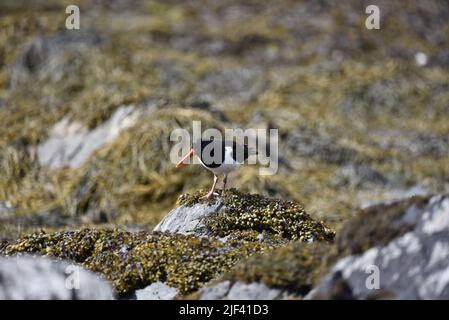 Middle Foreground, Left-Profile Image of a Eurasian Oystercatcher (Haematopus ostralegus) Looking Down From Rocks on the Isle of Man Coast, UK, June Stock Photo