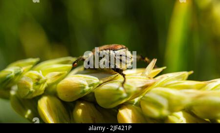 Detailed macro shot of an insect pest on a single ear of barley. Beautiful barley field landscape close to a country road in a rural area. Stock Photo