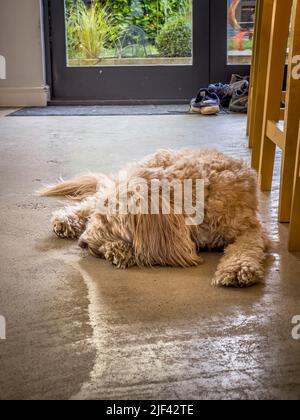 Apricot coloured Cockapoo asleep on a concrete floor. Stock Photo