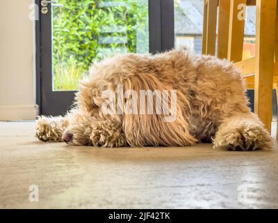 Apricot coloured Cockapoo asleep on a concrete floor. Stock Photo