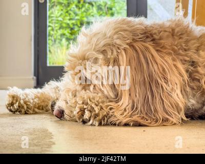 Closeup of an apricot coloured Cockapoo asleep on a concrete floor. Stock Photo