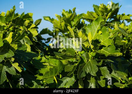 Fruits of green ripening figs on a tree branch. Home gardening, garden care concept Stock Photo