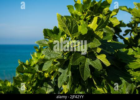 Fruits of green ripening figs on a tree branch. Home gardening, garden care concept Stock Photo