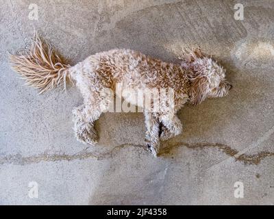 Aerial view of an apricot coloured Cockapoo laid on its side asleep on a concrete floor. Stock Photo
