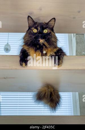 Long-haired Tortoiseshell cat sitting on an wooden open tread staircase Stock Photo