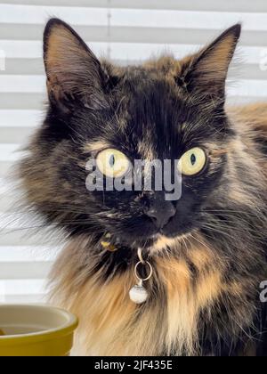 Head and shoulder shot of a long-haired Tortoiseshell cat looking out of shot. Stock Photo