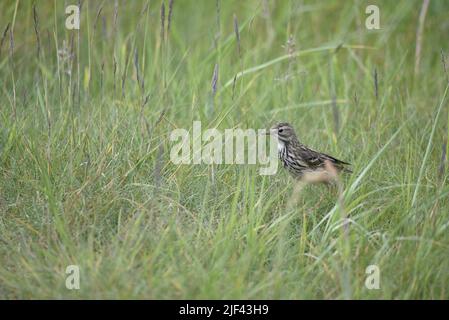 Meadow Pipit (Anthus pratensis) Standing in Left-Profile in Tall Green Grass to Right of Image, on the Isle of Man, UK in June Stock Photo