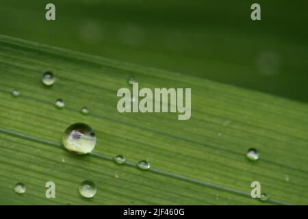 Water droplets on grass Stock Photo