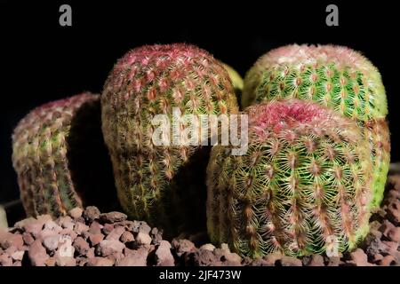 A macro shot of group of Rainbow hedgehog cactus (Echinocereus rigidissimus rubispinus) in pot with morning light on black background Stock Photo